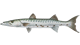 Barracuda