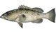 Gag Grouper