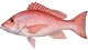 Red Snapper