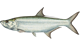 Tarpon