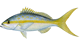 Yellowtail Snapper